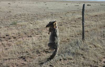 A coyote hangs dead in a government neck snare in Nevada in a photo shot by a former trapper for USDA Wildlife Services. More than 115,000 coyotes have been snared, trapped or shot in Fiscal Years 2013 and '14.