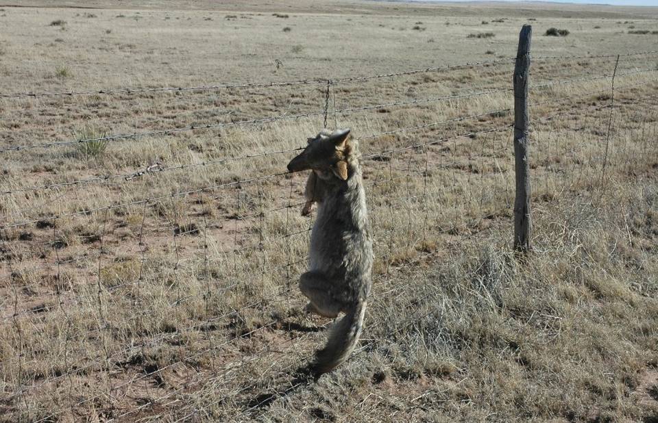 A coyote hangs dead in a government neck snare in Nevada in a photo shot by a former trapper for USDA Wildlife Services. More than 115,000 coyotes have been snared, trapped or shot in Fiscal Years 2013 and '14.