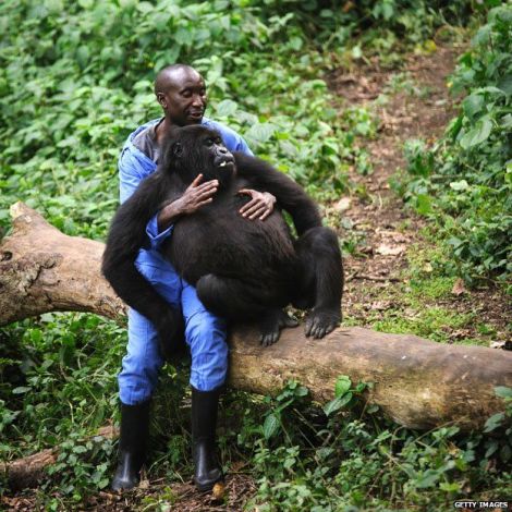 Andre Bauma who is mother and father to four orphan gorillas. Photo courtesy of Getty