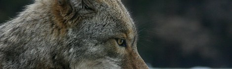 Coyote Courtesy of Wiki