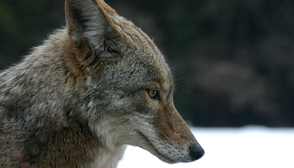 Coyote Courtesy of Wiki
