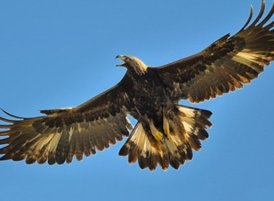 Golden Eagle (Courtesy of allaboutbirds.org) another example of mistaken killing