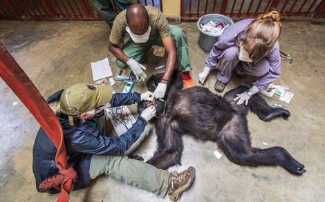 Doctor Jan Ramer, Dr Eddy Kambale and volunteer vet Dr Jessica Magenwirth treat a mountain gorilla called Ndakasi at the Senkwekwe Centre. Photo courtesy of Marcus Westberg/Barcroft Media