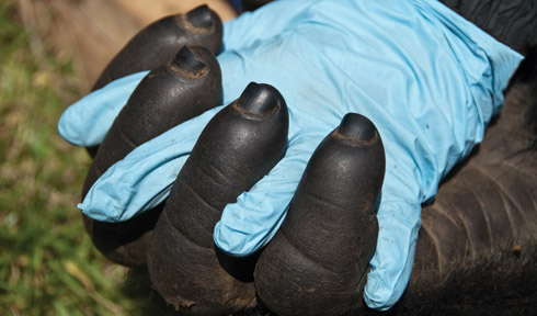 Hand to hand - human to mountain gorilla. Courtesy of Gorilla Doctors