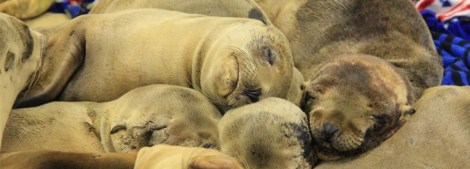 Sea Lion pups