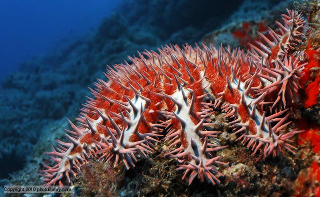 Poisonous Crown-of-Thorns Starfish (Acanthaster planci) at a reef, Cocos Island, Costa Rica, Central America, Pacific