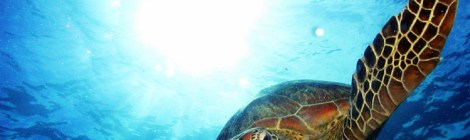 Oceangoing turtle at the Great Barrier Reef