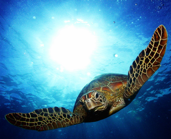 Oceangoing turtle at the Great Barrier Reef