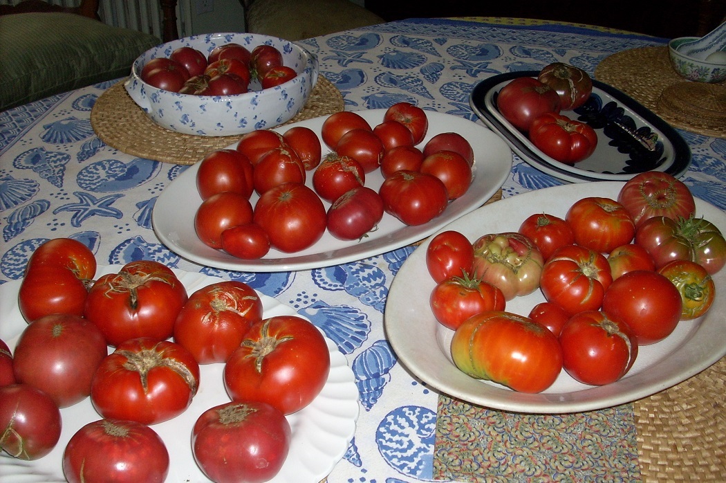 Summer Tomatoes (CC 3.0 Bobbie Faul-Zeitler)
