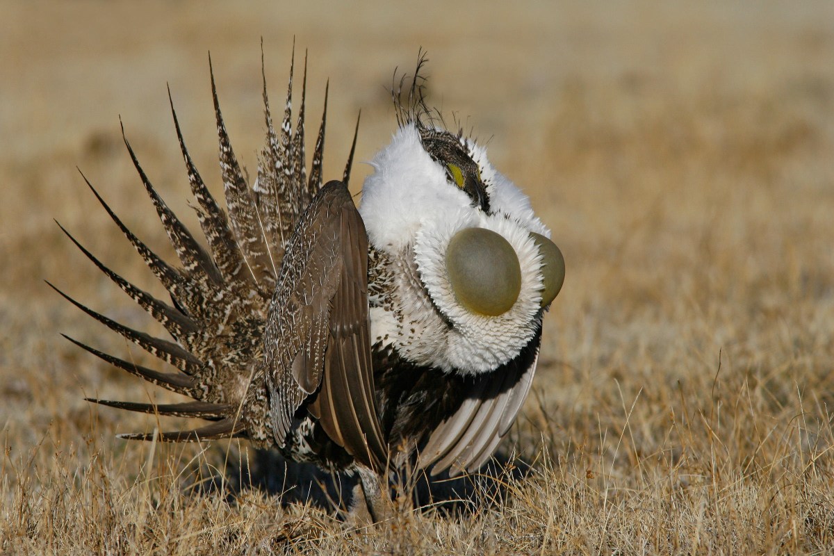 Greater Sage-Grouse Courtesy of Audubon.org