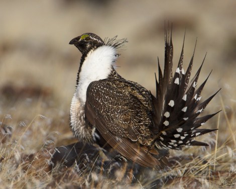 Greater sage grouse Courtesy of wiki