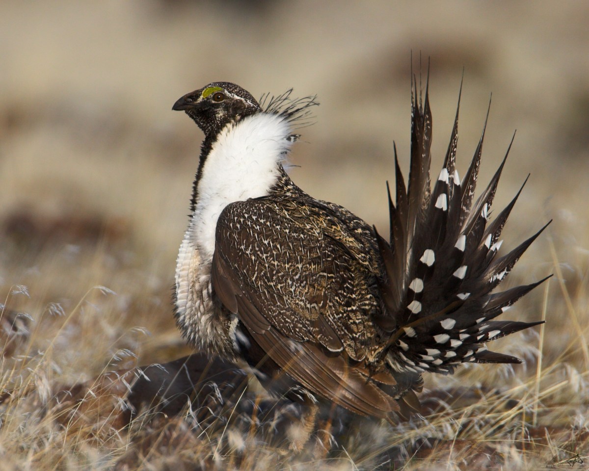 Greater sage grouse Courtesy of wiki