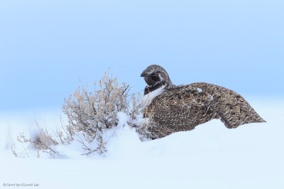 Greater Sage-Grouse Copyright Gerrit Vyn