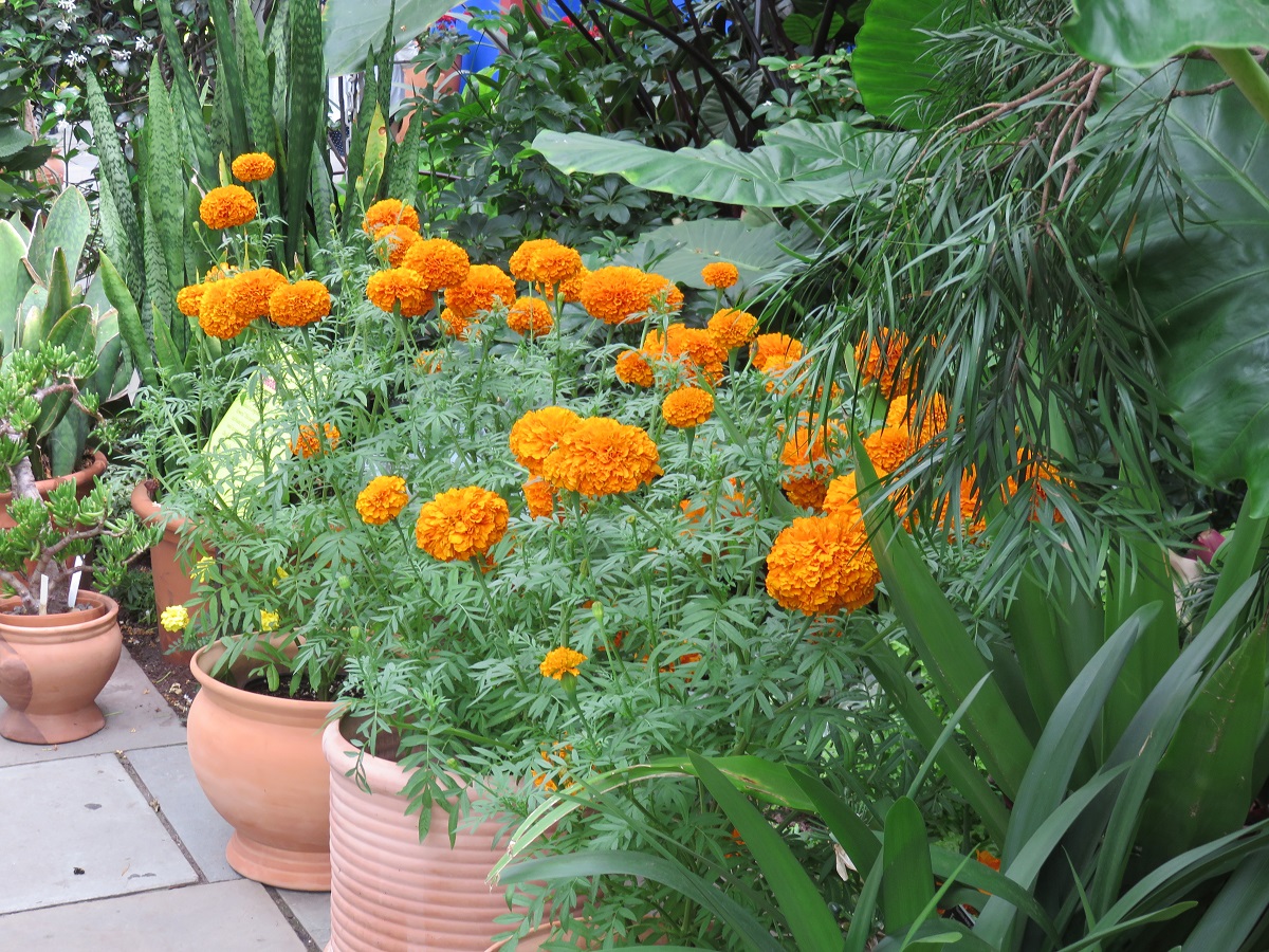 Pots of marigolds in the NYBG installation. Grown since the pre-Hispanic era, marigolds are an important aspect of the annual Dia de los Muertos celebrations, where they are scattered across graves in Mexico.