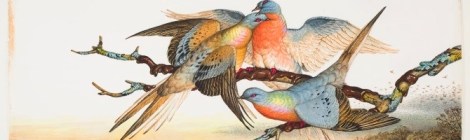 Passenger Pigeon painting by Walton Ford. Courtesy of the artist. The passenger pigeon went from billions to complete extinction in less than half a century.