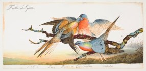 Passenger Pigeon painting by Walton Ford. Courtesy of the artist. The passenger pigeon went from billions to complete extinction in less than half a century.