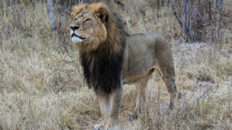 Cecil the lion in 2014. Vince O'Sullivan/Flickr (CC by NC 2.0) 