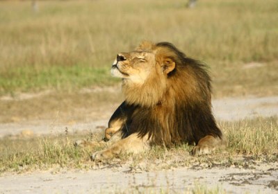 The king of animals! Cecil the Lion from Oxford Wildlife Centre Research Unit.