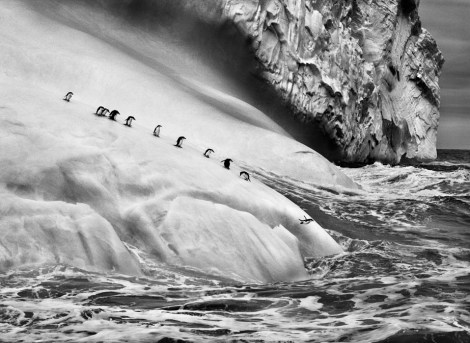 Chinstrap penguins on an iceberg, between+Zavodovski and Visoko islands ©Sebastiao Salgado