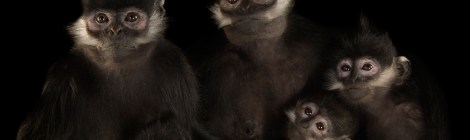 Langurs (Photo by Joel Sartore Rights Reserved Joel Sartore/National Geographic)