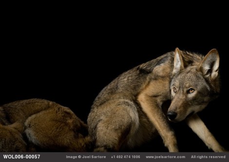 A critically endangered red wolf (Canis rufus gregoryi) at the Great Plains Zoo. (Image ID: WOL006-00057) Joel Sartore. All rights reserved