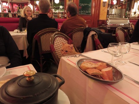 Cafe's house cat waits for some chicken from my pot au feu (Oct 2014) Bobbie Faul-Zeitler CC- 3.0