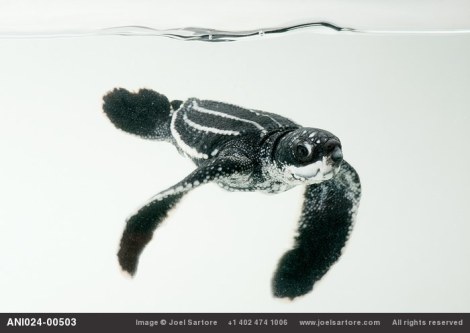 Studio portraits of a half-day-old hatchling leatherback turtle (Dermochelys coriacea) from the wild in Bioko. (Image ID: ANI024-00503) Joel Sartore. All rights reserved. 