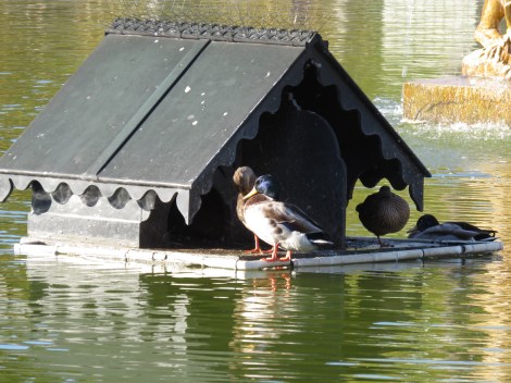The Duckhouse at the Luxembourg Gardens (Oct 2014) Bobbie Faul-Zeitler CC - 3.0