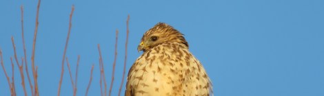 Red-tailed hawk on my rooftop keeps a lookout at my bird feeders (Bobbie Faul-Zeitler, CC 3.0)