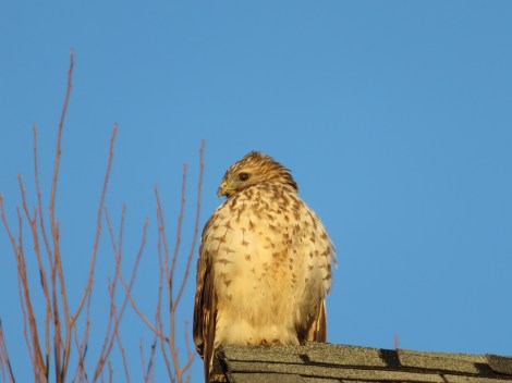 Red-tailed hawk on my rooftop keeps a lookout at my bird feeders (Bobbie Faul-Zeitler, CC 3.0)