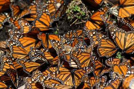 Each year monarch numbers are estimated by the total overwintering area they occupy in Mexico. Photo courtesy of Pablo Leautaud Creative Commons