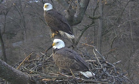 Eagles on the nest Photo by Sue Greeley