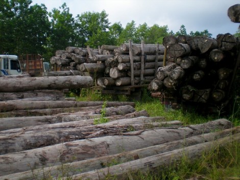 Illegally logged wood from Indonesia Courtesy US Forest Service