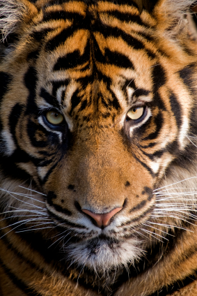 Amur Tiger (Panthera tigris altaica)