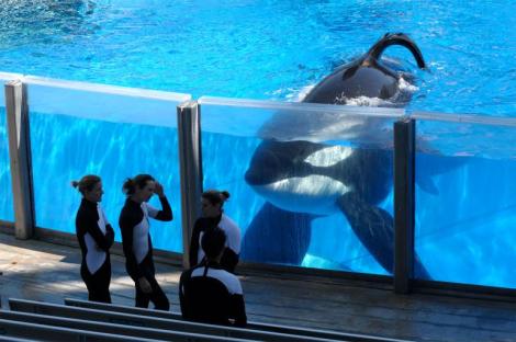 Tilikum Photo by Phelan M. Ebenhack AP