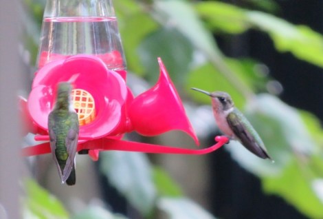 Two hummers at a feeder in suburban Maryland