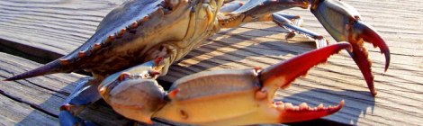 Courtesy of the Chesapeake Bay Foundation