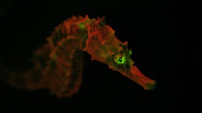 Creatures of Light NOVA episode