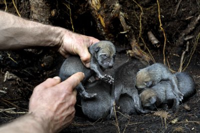 Prof Vadim Siderovich finds fresh wolf litter in an uncontaminated control study area