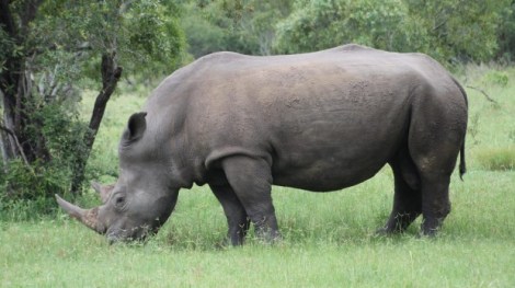 White rhino on a private reserve inside Kruger National Park. Photo by Julia Salnicki