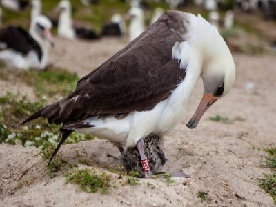 Wisdom, the oldest banded bird to give birth, with her latest chick.