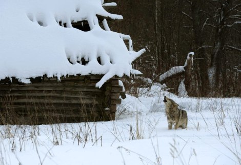 Wolf in an abandoned village in the Exclusion Zone