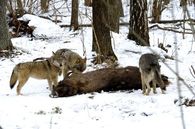 Wolves feed on carcass of a wild bison
