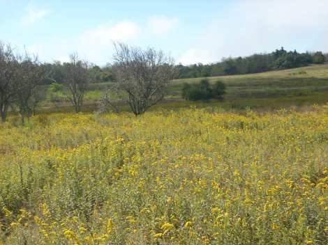 Big Meadows at Shenandoah National Park, where hundreds of years ago, native Americans hunted for buffalo
