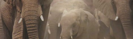 Courtesy of Four Paws International