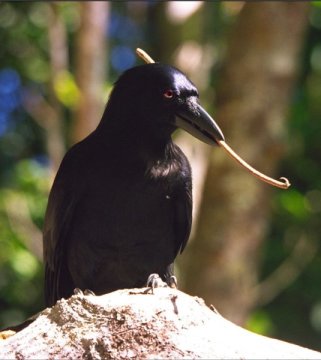 New Caledonian crow with his tool. Courtesy Science Daily.