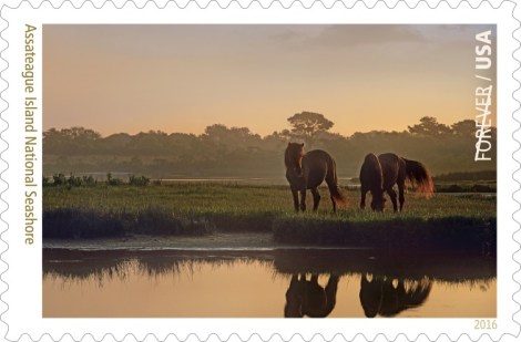 The ponies at Assateague Island, transformed here into a postage stamp