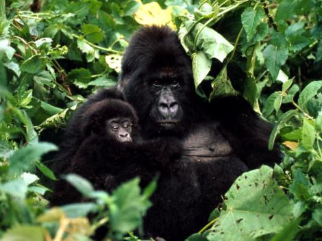 Mountain Gorilla with baby, Rwanda. Courtesy of World Wildlife Fund.