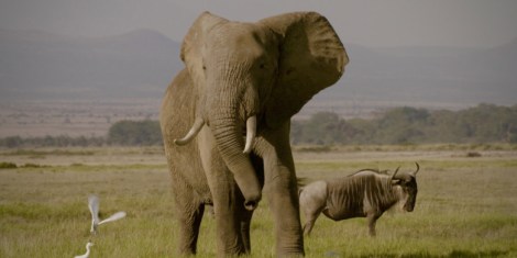 Still photo from the new documentary The Ivory Game (2016)