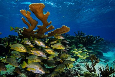 Schools of blue-striped grunts and Schoolmaster snappers at the Queen marine reserve. Copyright David Doubilet.